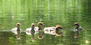 Ducklings on the Russian River