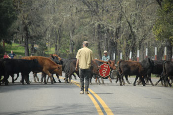 cattle crossing